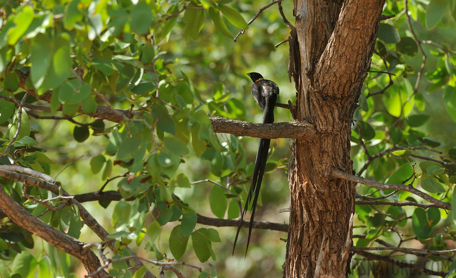 Vidua paradisaea [320 mm, 1/500 sec at f / 10, ISO 1000]